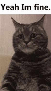 yeah-im-fine-cat.gif