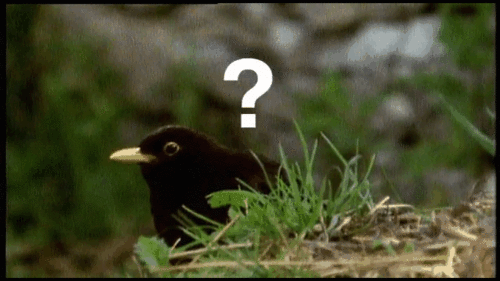 tumblr_m4ivlnIlyY1rwcc6bo1_500.gif