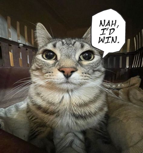This may contain: a cat with a speech bubble above its head that says nah, i'd win