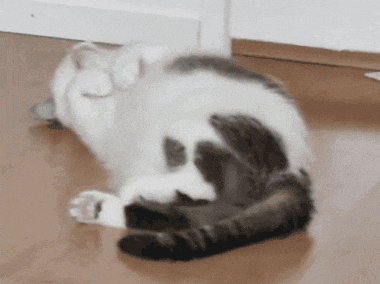 tenor.gif