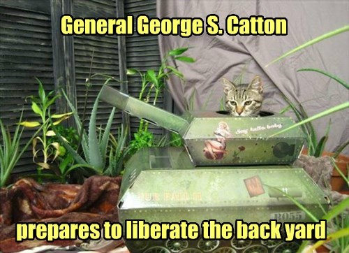 the-battle-of-begonia-bed