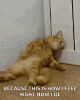 sad-cat.gif