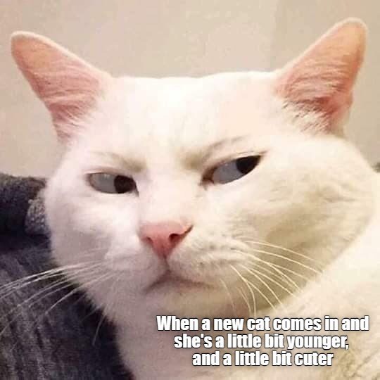 a-new-cat