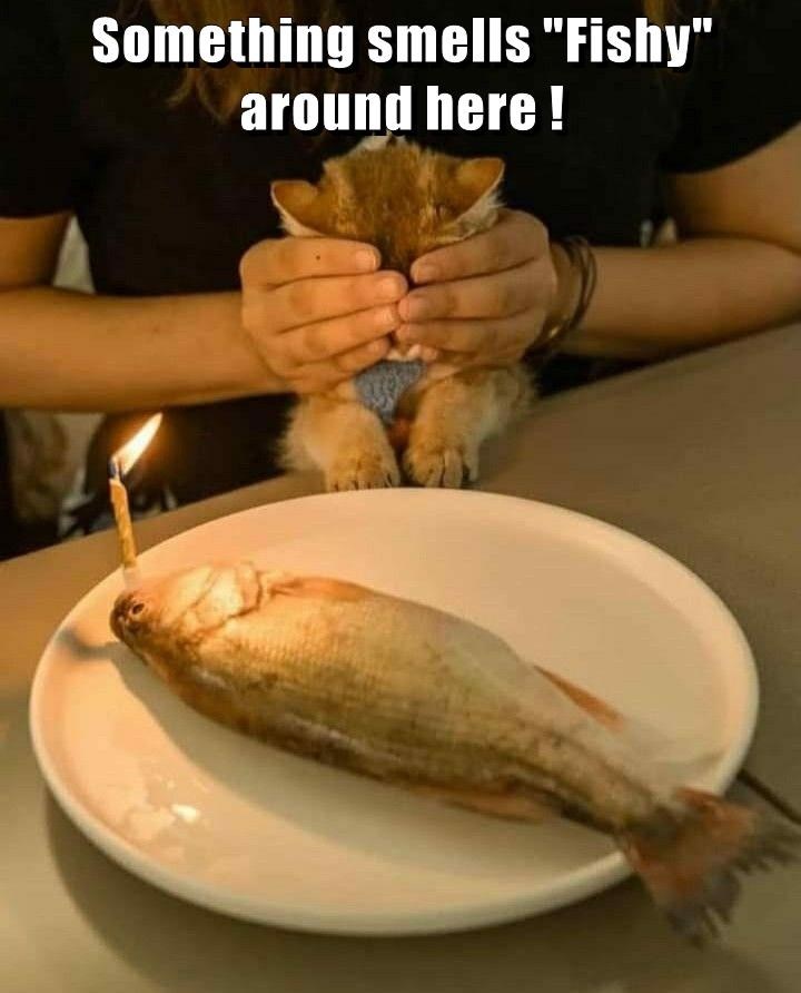 something-smells-fishy-around-here