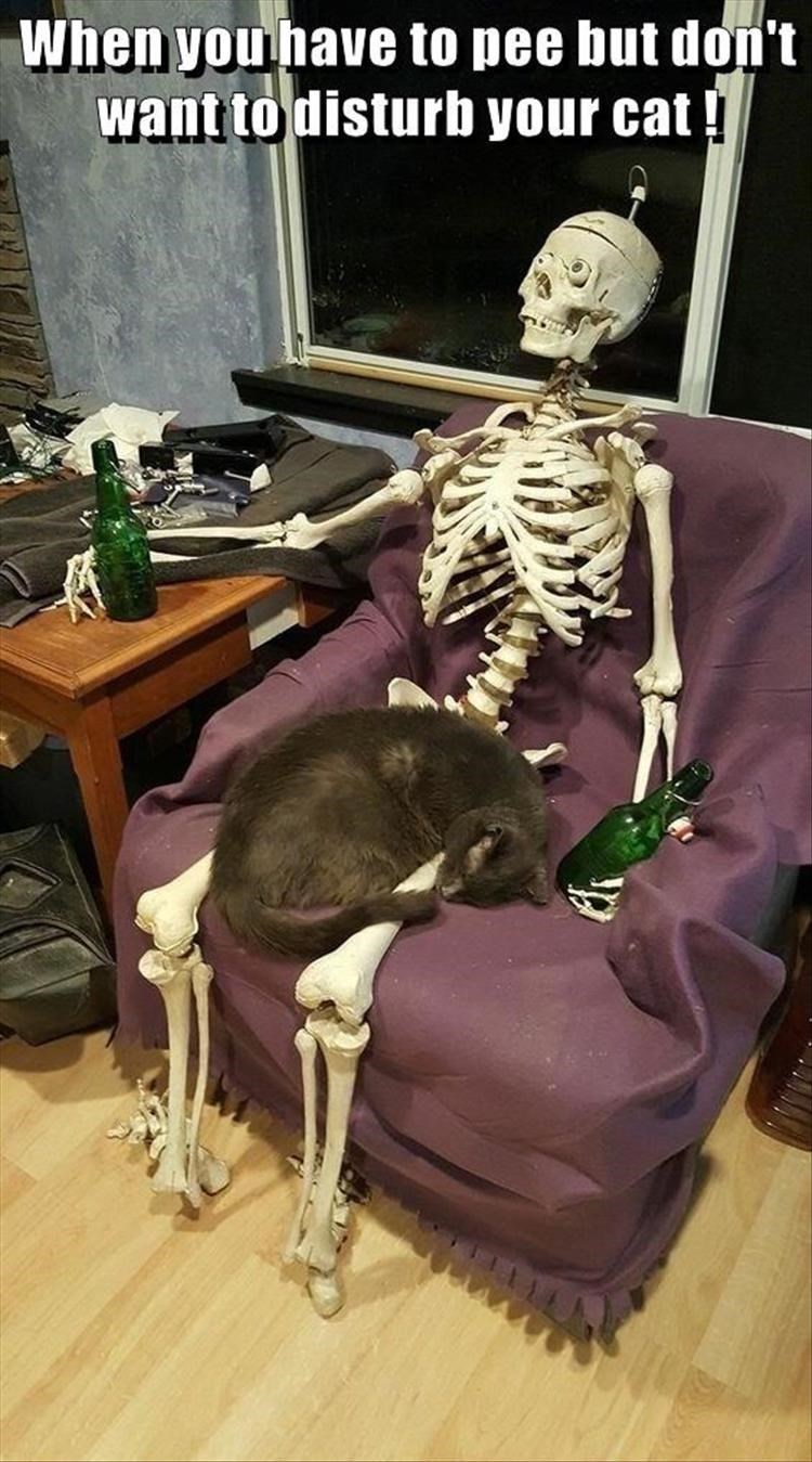 meme-of-a-cat-sitting-on-a-human-skeleton