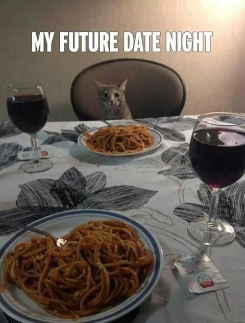 date-night-cats-single-cat-lady