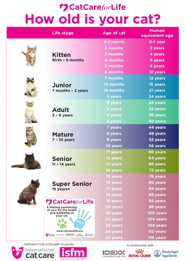 How-old-is-your-cat-724x1024.jpg