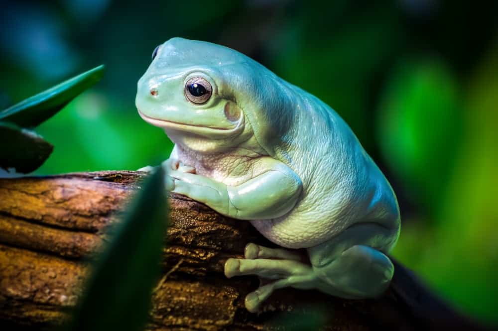 whites-treefrog-matpix-ss.jpg