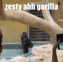 zesty-gorilla.gif