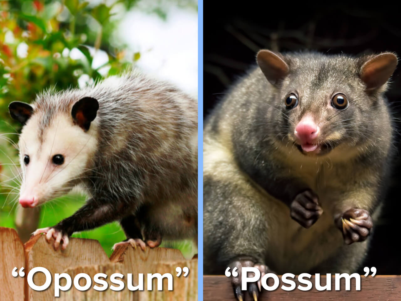 Opossum-vs.-Possum.jpg