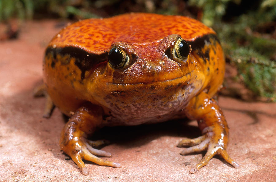tomato-frog-craig-k-lorenz.jpg