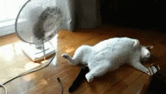 heat-heat-wave.gif