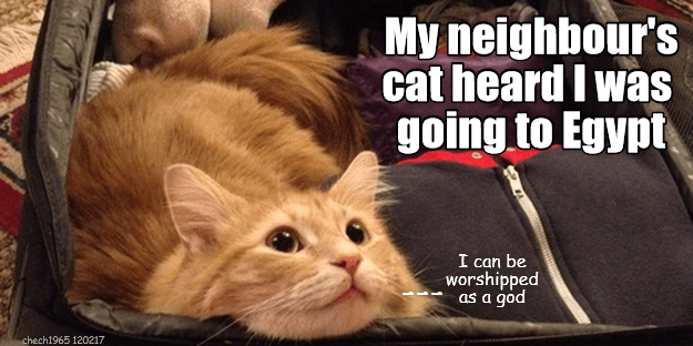 kittehs-in-egypt-r-worshipped-as-gods